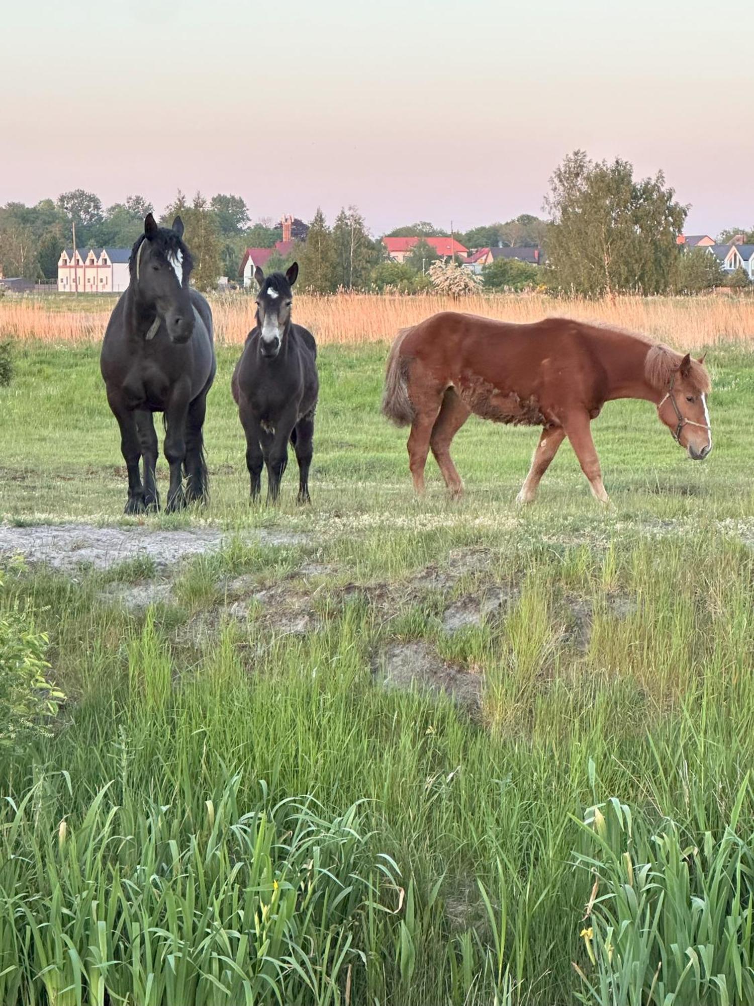 Appartamento Laba Na Milej Łeba Esterno foto